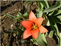 tulipan